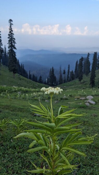 Doodhpathri, Kashmir