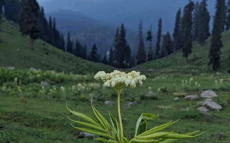 Doodhpathri, Kashmir